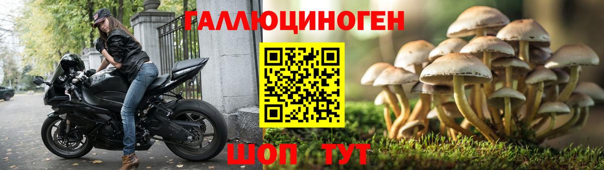 Галлюциногенные грибы Psilocybine cubensis Татарск